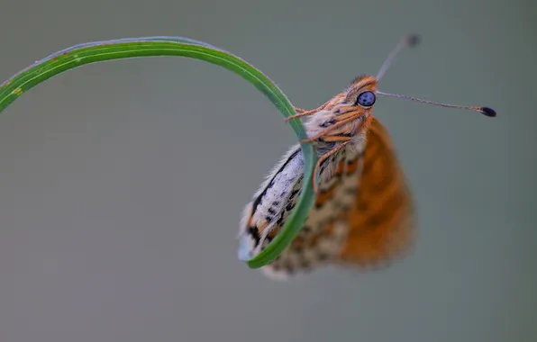 Grass, sheet, butterfly, plant, insect, moth