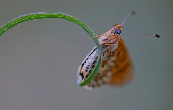 Picture grass, sheet, butterfly, plant, insect, moth