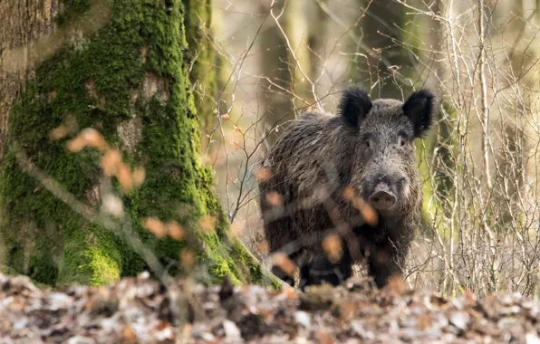Forest, nature, boar