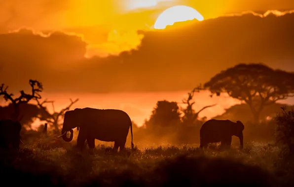 Sunset, elephants, Kenya