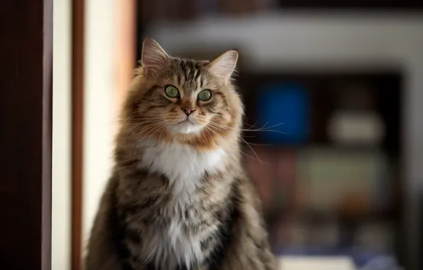 Picture cat, house, background