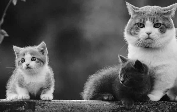 Picture cat, baby, kitty
