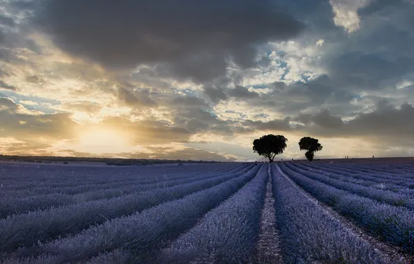 Trees, lavender, lavender field