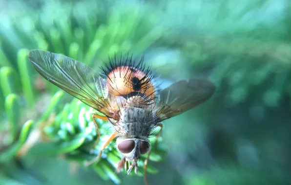 Greens, insects, fly