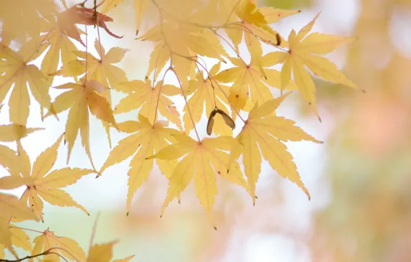 Autumn, leaves, nature, yellow leaves