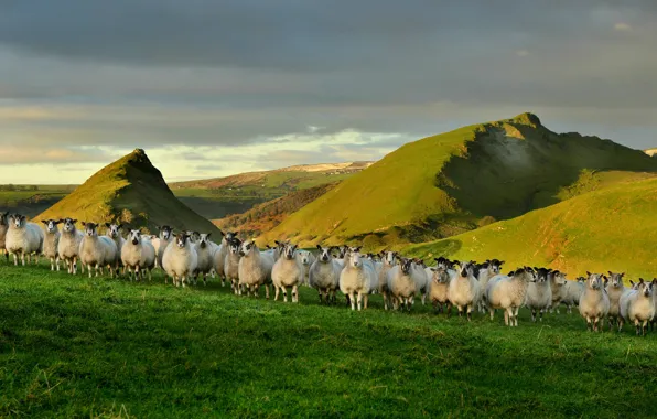 Nature, sheep, England