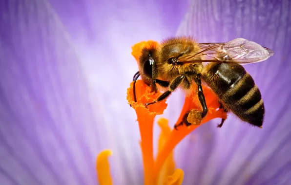 Picture flower, bee, stamens, insect