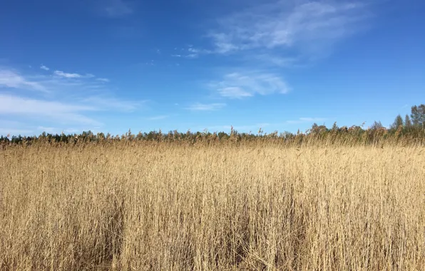 Wheat, field, nature, ears of wheat