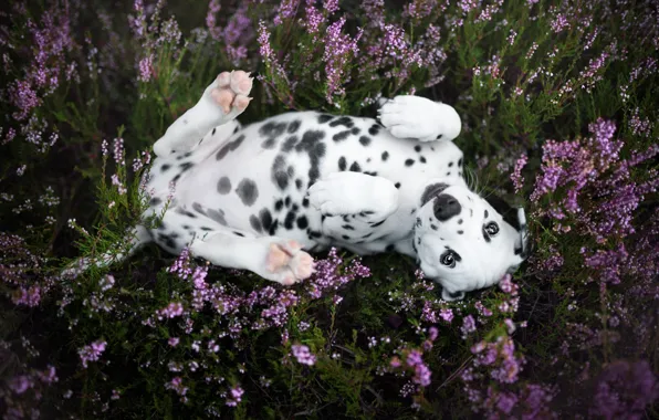 Look, flowers, nature, pose, glade, legs, dog, puppy