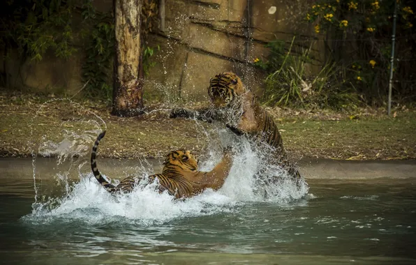 Squirt, the game, predators, bathing, fight, pair, wild cats, tigers