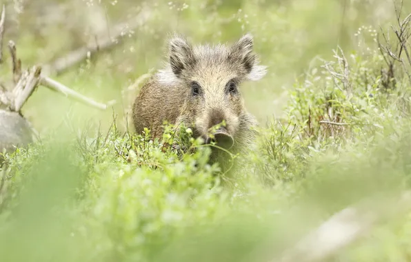Grass, look, face, nature, boar, hog