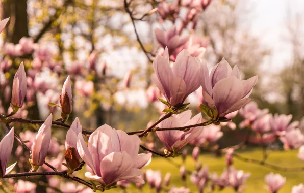 Wallpaper trees, spring, Magnolia