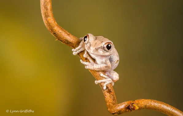 Look, frog, branch