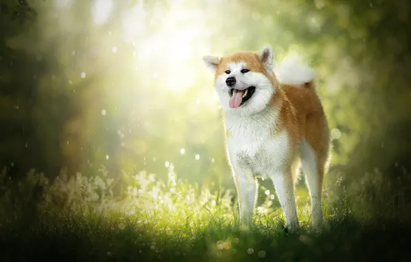 Dog, bokeh, Akita inu