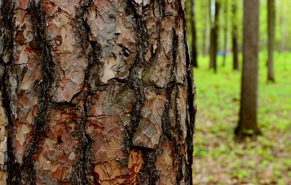 Green, tree, bark, Close up