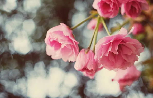 Flowers, petals, pink