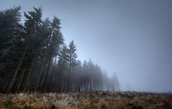 Picture forest, fog, twilight