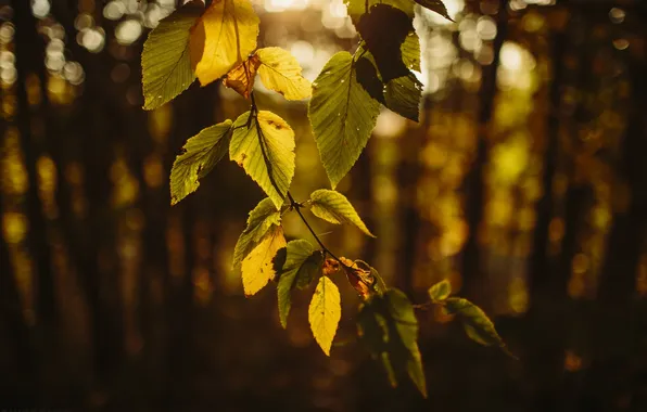 Autumn, leaves, branch