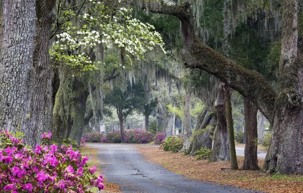 Road, trees, landscape, nature, plant, Bush, alley, square