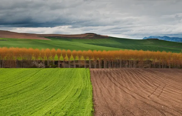 Field, autumn, the sky, trees