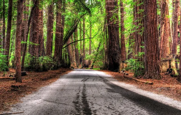 Road, forest, trees, nature, photo, Wallpaper, romance