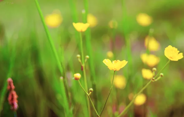 Greens, macro, yellow, color, Flower, beautiful, Helios, pulls