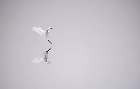 Lake, landing, reflection, mirror, egret