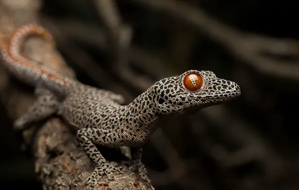 Picture nature, Strophurus taenicauda, Golden tailed gecko