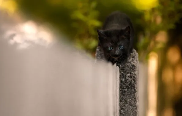 Cat, kitty, background, black, the fence, small, muzzle, hero