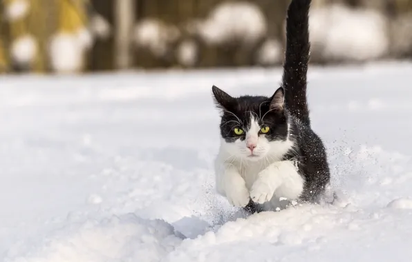 Animals, Cat, about