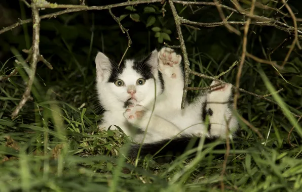 Grass, branches, legs, baby, kitty