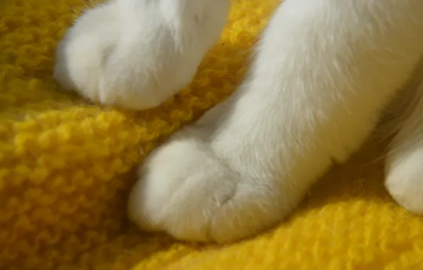 White, cat, paws