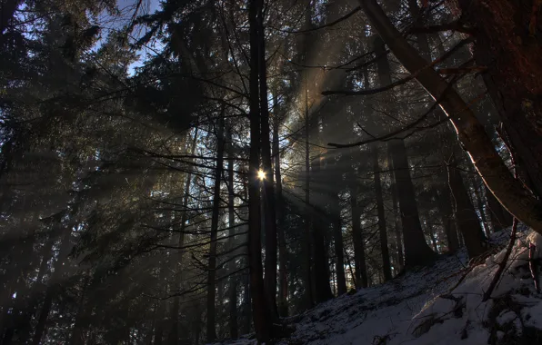 Winter, forest, the sun, rays, light, snow, trees, nature
