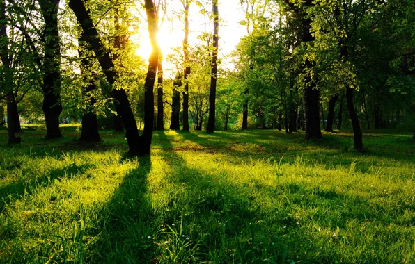 Forest, grass, trees