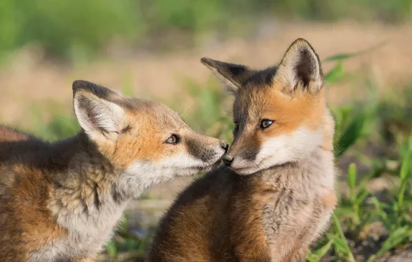 Nature, pair, two, Fox, Fox, cubs