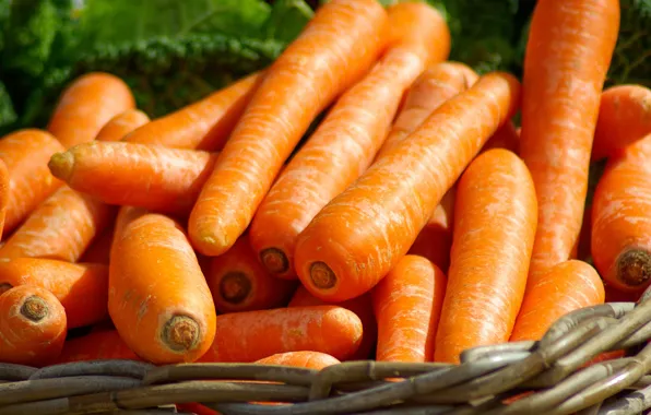 Picture basket, harvest, vegetables, carrots, a lot, fresh