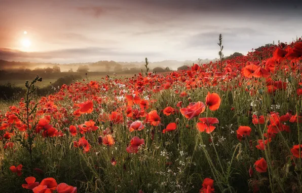 Picture field, clouds, flowers, hills, Maki, meadow