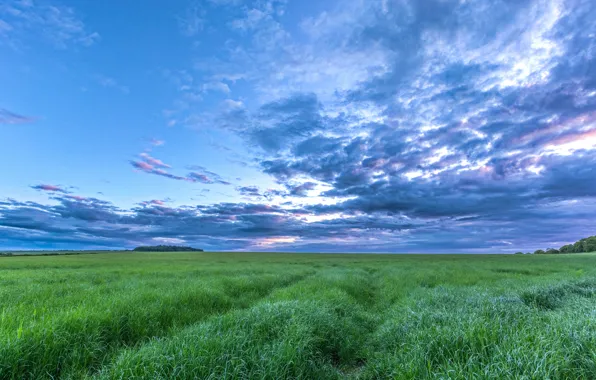 Field, summer, the sky, grass, clouds, meadow, space