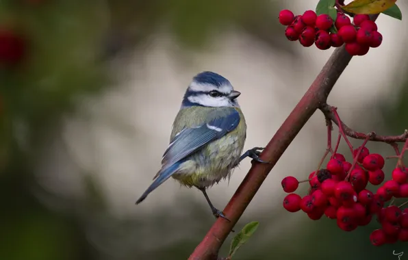 Picture nature, berries, bird, branch, tit