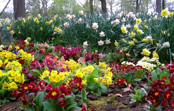 Picture nature, garden, yard, flowerbed