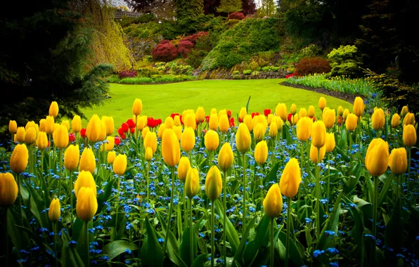 Park, lawn, Canada, tulips, Queen Elizabeth Park
