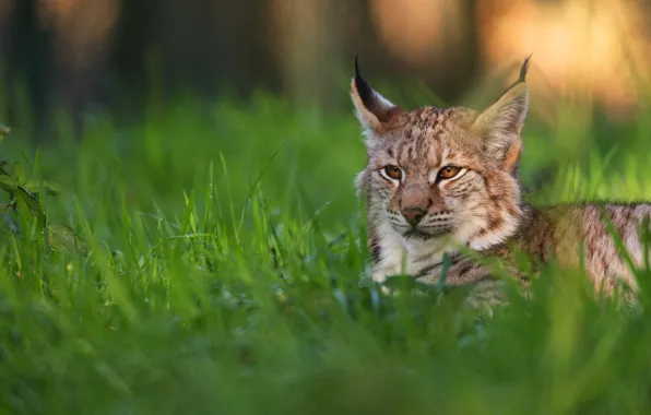 Summer, grass, look, face, nature, pose, lies, lynx
