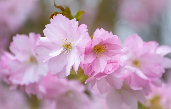 Macro, cherry, branch, Sakura, flowering, flowers