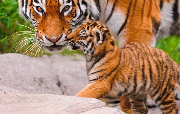 Picture animals, look, tigress, tiger, tiger, big cat, hq Wallpapers