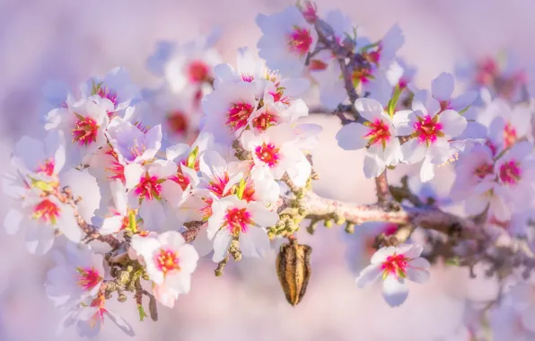 Light, flowers, cherry, branch, spring, Sakura, flowering, bokeh