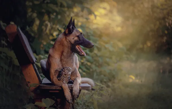 Picture nature, animal, owl, bird, dog, profile, bench, dog