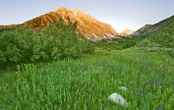 Greens, grass, flowers, mountains, shrub, bright