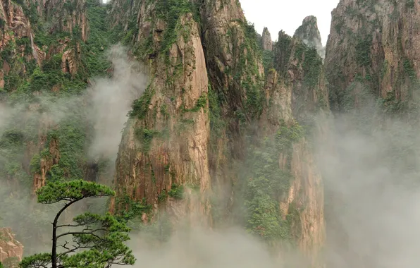 Mountains, fog, tree, vegetation, China
