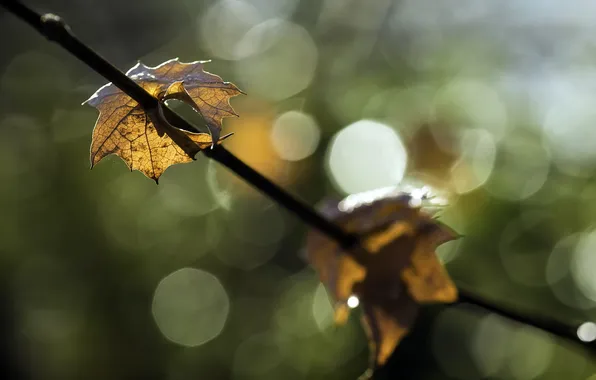 Leaves, macro, nature