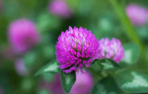 Flower, macro, bokeh, clover